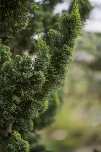 Chamaecyparis l. 'Wissel's Saguaro' - 150-175 CM RB - image 1