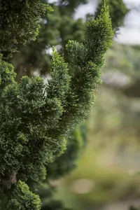 Chamaecyparis l. 'Wissel's Saguaro' - 175-200 CM RB - image 1