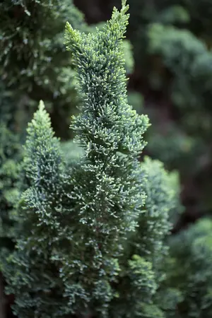 Chamaecyparis l. 'Wissel's Saguaro' - 175-200 CM RB - image 2
