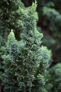 Chamaecyparis l. 'Wissel's Saguaro' - 150-175 CM C20 - image 2