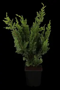 Chamaecyparis l. 'Wisselii'
