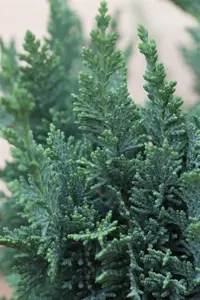 Chamaecyparis l. 'Wisselii' - 2 Ltr pot - image 2