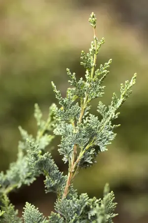 Chamaecyparis l. 'Wisselii' - 2 Ltr pot - image 3