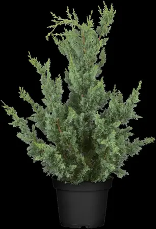Chamaecyparis l. 'Wisselii' - 2 Ltr pot - image 5