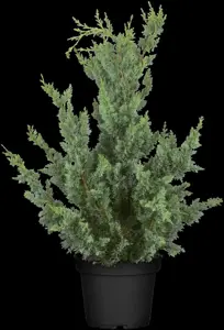 Chamaecyparis l. 'Wisselii' - 2 Ltr pot - image 5