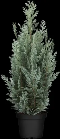 Chamaecyparis l. 'Wisselii' - 2 Ltr pot - image 4