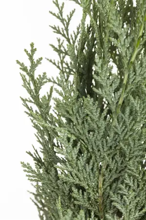 Chamaecyparis lawsoniana - 175-200 CM C65 - image 4