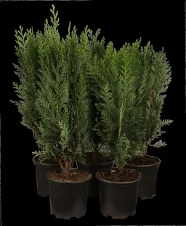 Chamaecyparis lawsoniana - 175-200 CM C65 - image 2