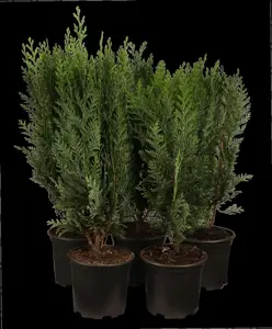 Chamaecyparis lawsoniana - 175-200 CM C65 - image 2
