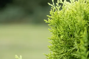 Chamaecyparis lawsoniana - 60-80 CM P9 - image 3