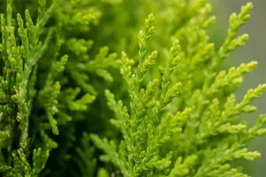 Chamaecyparis lawsoniana - 60-80 CM P9 - image 4
