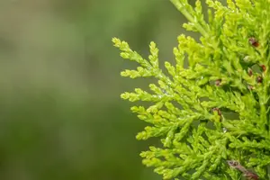 Chamaecyparis lawsoniana - 60-80 CM P9 - image 5