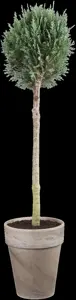Chamaecyparis lawsoniana - 175-200 CM C65 - image 5