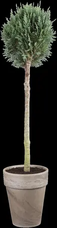 Chamaecyparis lawsoniana - Plug/Celgrown - image 5