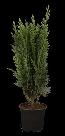 Chamaecyparis lawsoniana - Liners bare root - image 1