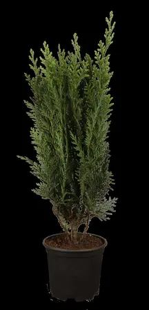 Chamaecyparis lawsoniana - Plug/Celgrown - image 1