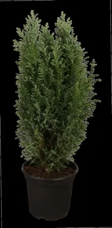Chamaecyparis lawsoniana - 30-50 CM - image 3