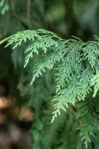 Chamaecyparis nootk. 'Aurea'