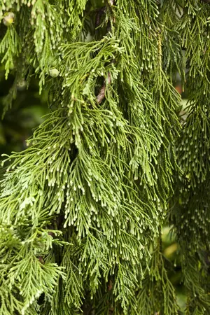 Chamaecyparis nootk. 'Pendula' - 250-275 CM RB - image 2