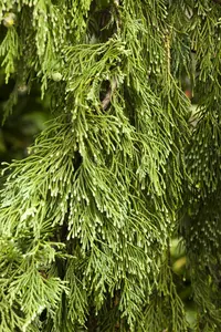 Chamaecyparis nootk. 'Pendula' - 250-275 CM RB - image 2