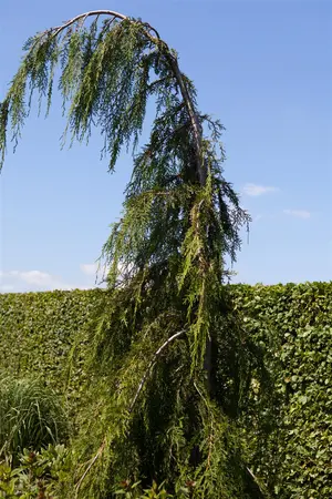 Chamaecyparis nootk. 'Pendula' - 250-275 CM RB - image 3