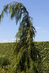 Chamaecyparis nootk. 'Pendula' - 250-275 CM RB - image 3