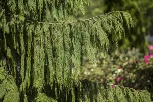 Chamaecyparis nootk. 'Pendula'