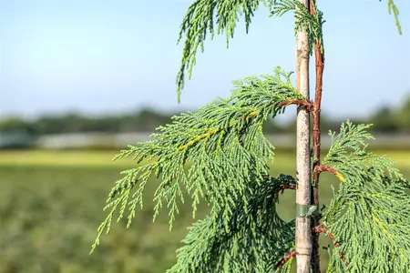 Chamaecyparis nootk. 'Pendula' - 250-275 CM RB - image 4