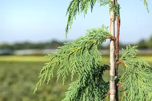 Chamaecyparis nootk. 'Pendula' - 250-275 CM RB - image 4