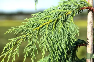Chamaecyparis nootk. 'Pendula' - 250-275 CM RB - image 5