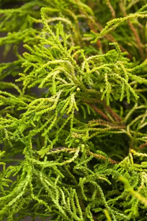 Chamaecyparis o. 'Brigitte'  - P10.5
