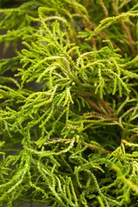 Chamaecyparis o. 'Brigitte' 