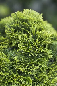 Chamaecyparis o. 'Chabo-yadori'