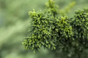 Chamaecyparis o. 'Chirimen'