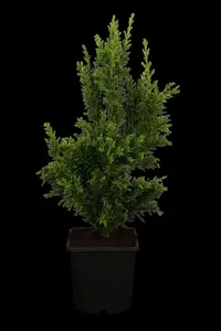 Chamaecyparis o. 'Drath'