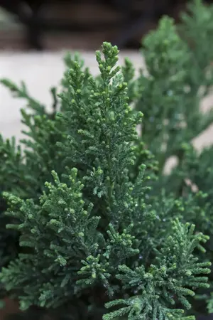 Chamaecyparis o. 'Drath' - PLUG/CELGROWN 144 CEL TRAY - image 2
