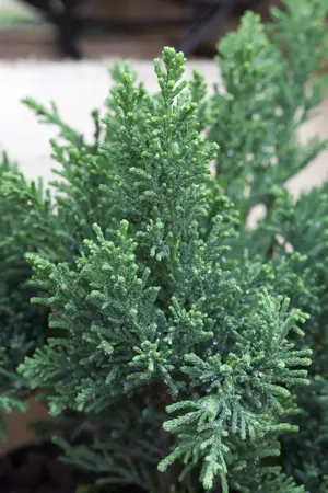 Chamaecyparis o. 'Drath' - PLUG/CELGROWN 144 CEL TRAY - image 3