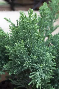 Chamaecyparis o. 'Drath' - 2 Ltr pot - image 3