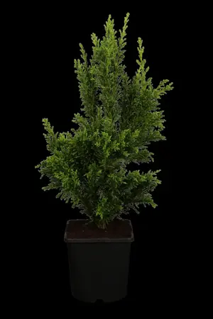 Chamaecyparis o. 'Drath' - P9 - image 1