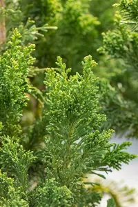 Chamaecyparis o. 'Drath' - 50-60 CM RB - image 5