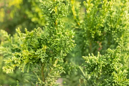 Chamaecyparis o. 'Drath' - PLUG/CELGROWN 144 CEL TRAY - image 4