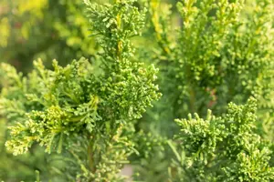 Chamaecyparis o. 'Drath' - PLUG/CELGROWN 144 CEL TRAY - image 4