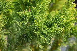 Chamaecyparis o. 'Drath' - PLUG/CELGROWN 144 CEL TRAY - image 5