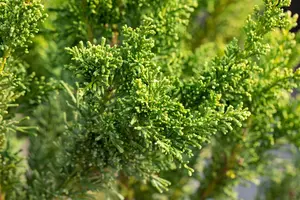 Chamaecyparis o. 'Drath' - 50-60 CM RB - image 4