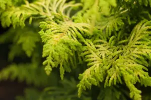 Chamaecyparis o. 'Fernspray Gold'