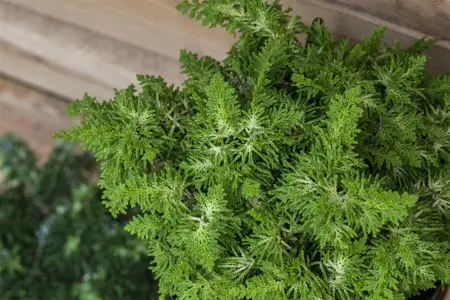 Chamaecyparis o. 'Fernspray Gold' - P10.5 - image 2