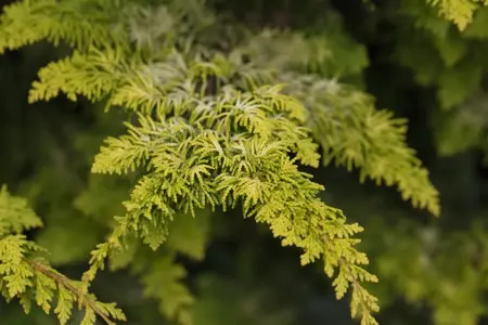Chamaecyparis o. 'Fernspray Gold' - P10.5 - image 4