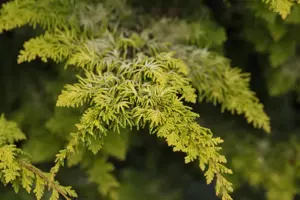 Chamaecyparis o. 'Fernspray Gold' - P10.5 - image 4