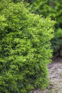 Chamaecyparis o. 'Gemstone'