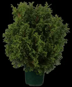 Chamaecyparis o. 'JR'